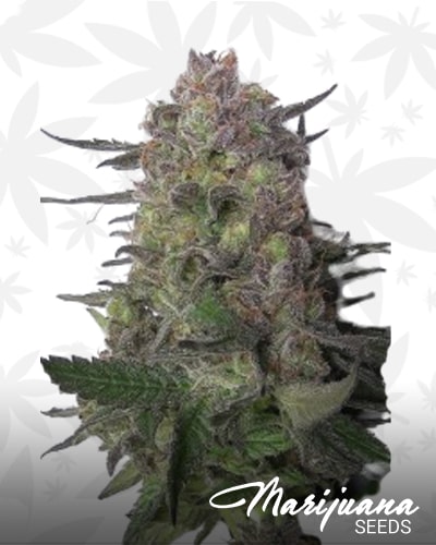 Super Sour Kush min