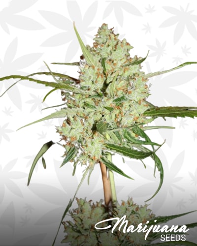 Super Sour Lemon Haze min