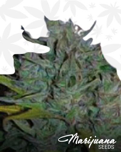 Super Sweet Mango Autoflowering min