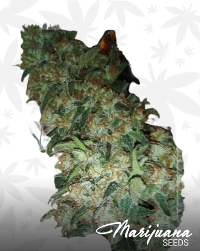 Super Thai x Skunk min