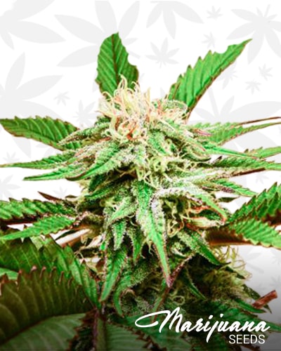 Superlarge Critical Blueberry Autoflowering min