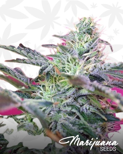 Superlarge Sweet Cheese Autoflowering min