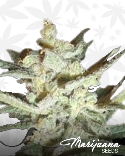 Supersonic Cristal Storm min