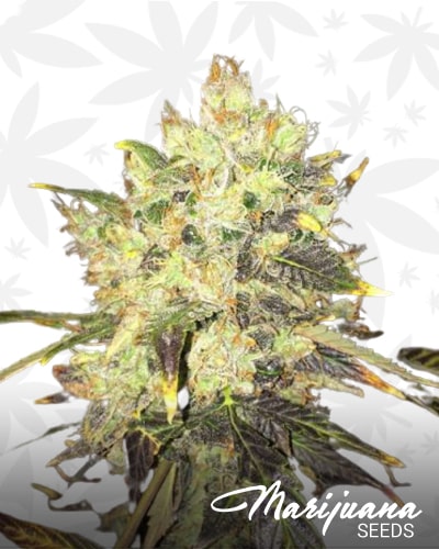 Supreme CBD Durban min 1
