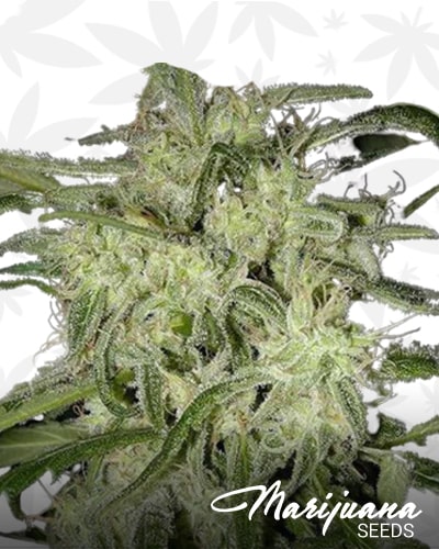 Supreme CBD Lemon OG Automatic min