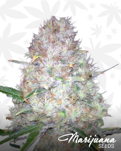 Supreme Skunk min