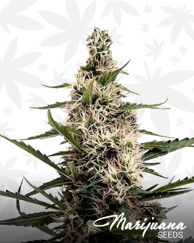 Swazi Skunk min