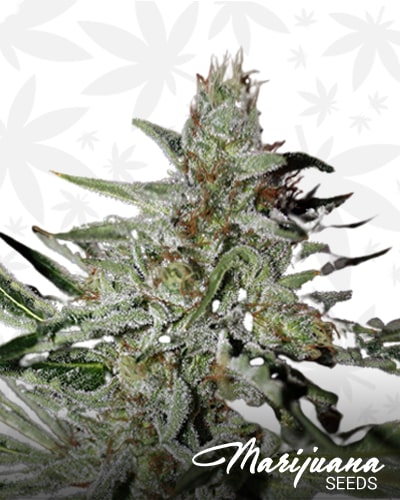 Sweet Afghan Thai min