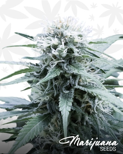 Sweet Amnesia min 1 1