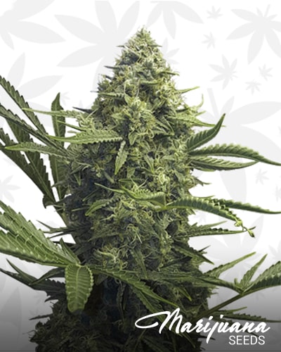 Sweet CBD Auto min