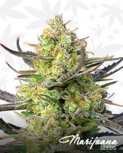 Sweet Cheese XL Auto min