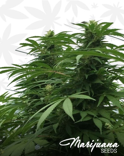 Sweet Cheese x SCBDx min 1