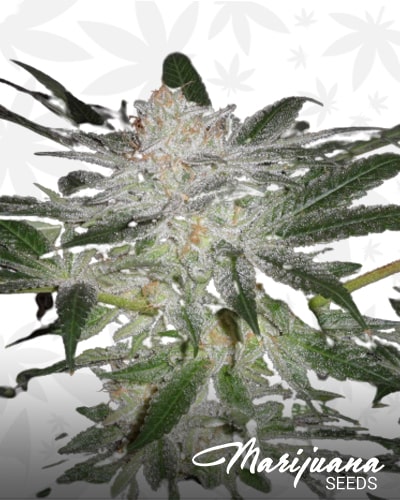 Sweet Chem Kush min