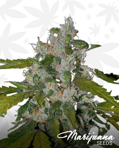 Sweet Chunk BX1 min 2