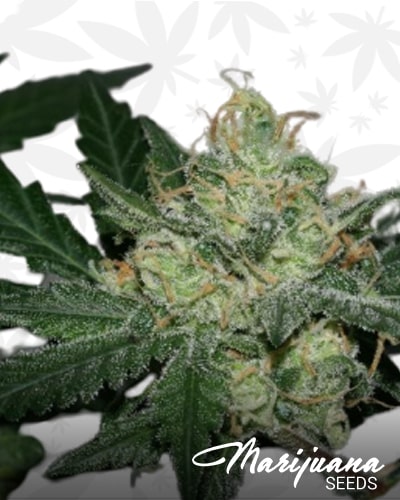 Sweet Chunk BX3 min