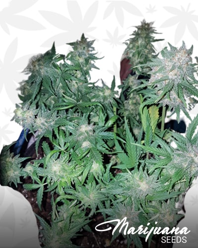 Sweet Cream Auto min
