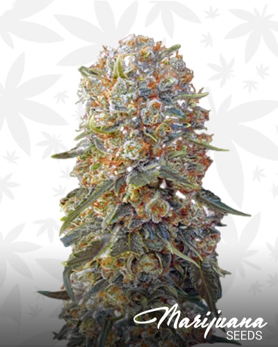 Sweet Critical min