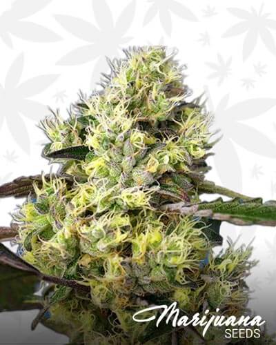 Sweet Gelato Auto