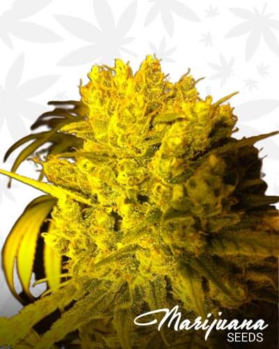 Sweet Haze
