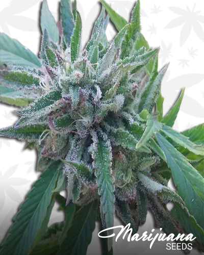 Sweet Irish Kush