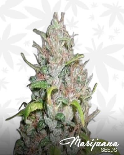 Sweet Island Skunk