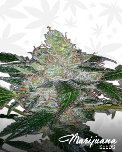 Sweet Mendo Kush