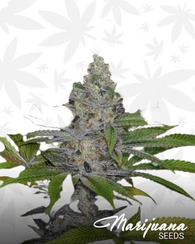Sweet Pink Cheese