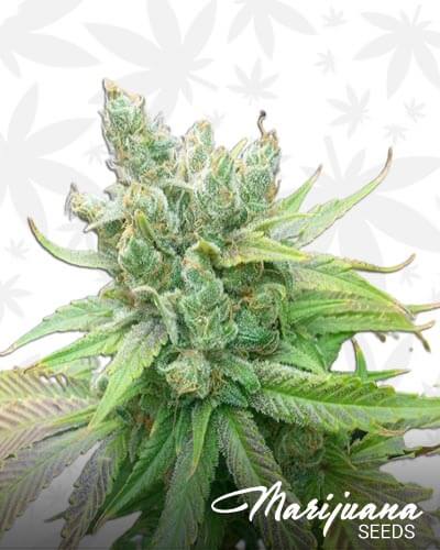 Sweet Pink Grapefruit BX