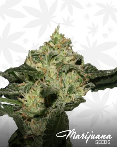 Sweet Pink Grapefruit S1