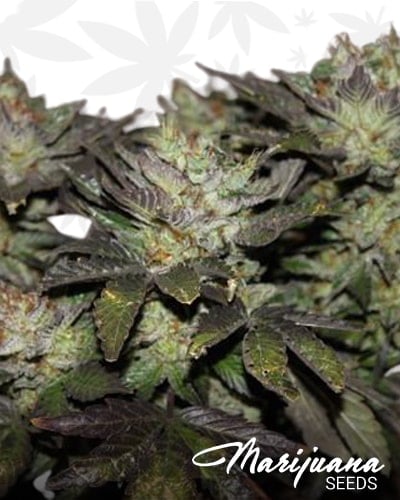 Sweet Pink Grapefruit min