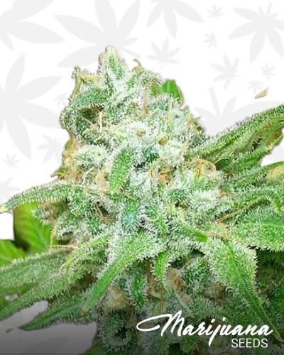Sweet Pink Grapefruit