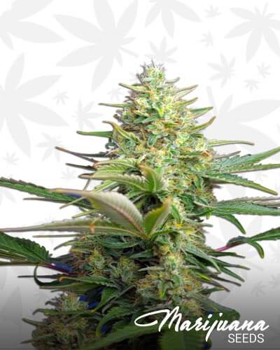 Sweet Pure Auto CBD