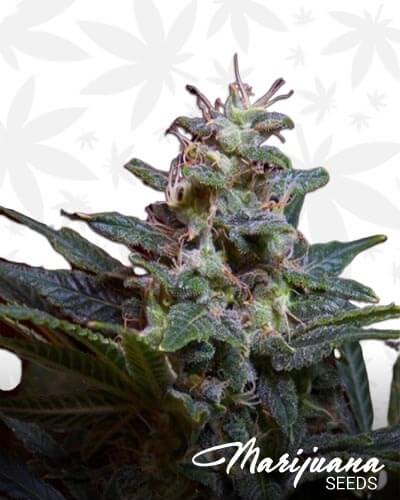 Sweet Purple