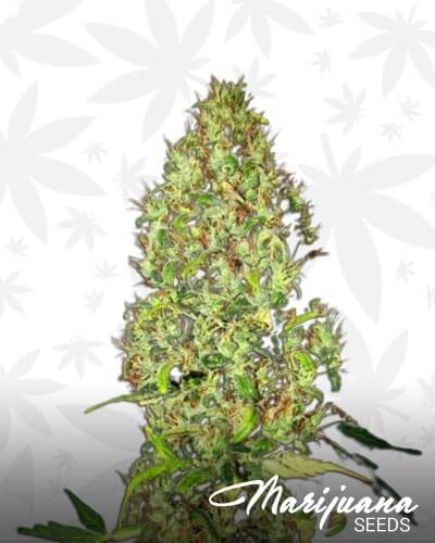Sweet Rebel Auto