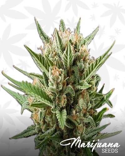 Sweet Skunk Automatic