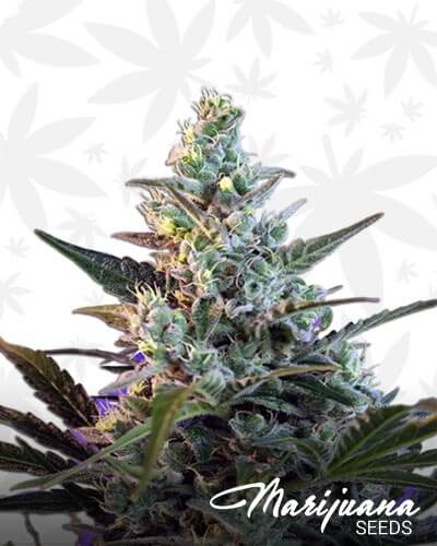 Sweet Skunk F1 Fast Version