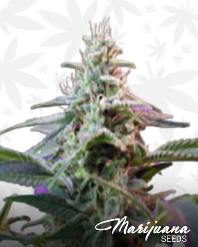 Sweet Special Auto