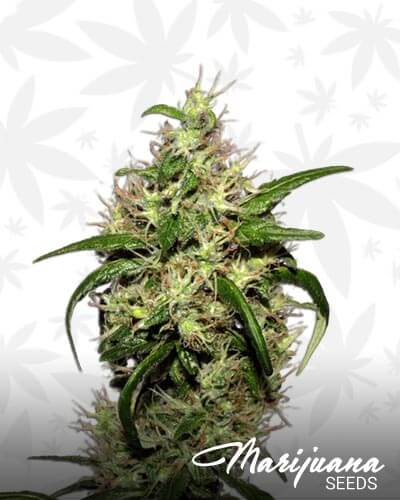 Sweet Sugar Haze