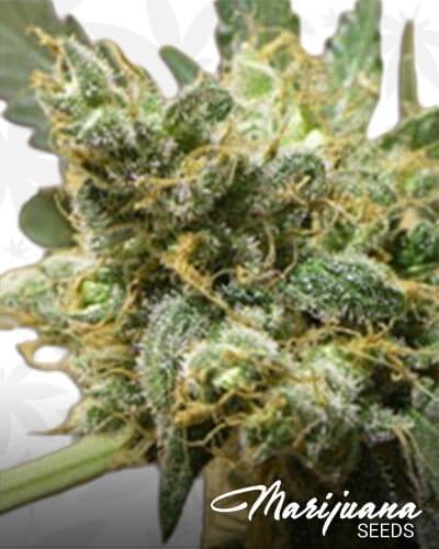 Sweet Tooth 1 1