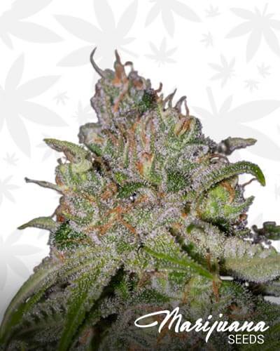 Sweet Tooth 3 BX1