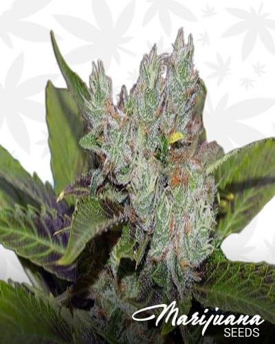 Sweet Tooth 3 BX2