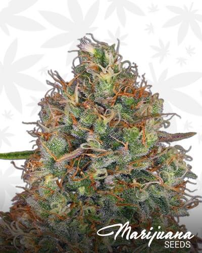 Sweet Tooth Auto