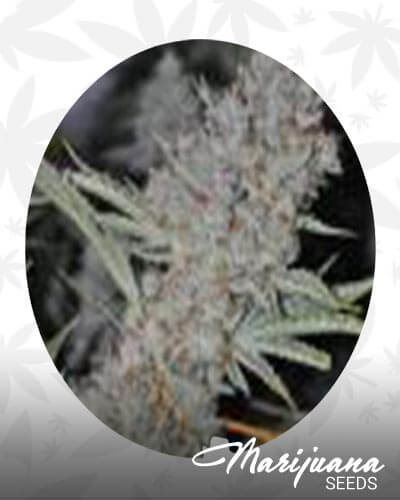 Sweet Tooth Express