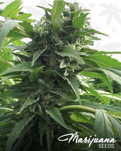 Sweet Tooth x SCBDx