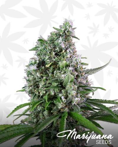 Sweet Trainwreck Auto