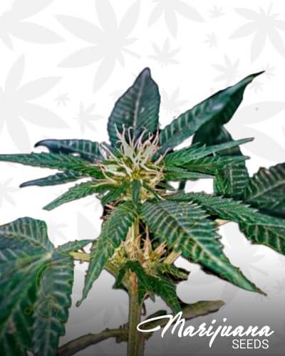 Sweet Valley Kush x Amnesia x Dosidos