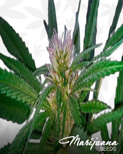 Sweet Valley Kush x Swaziland