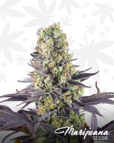 Sweet Zkittlez