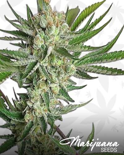 Sweet and Sour Chem