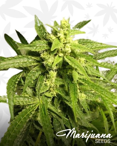 Sweet ‘n Sour Outdoor min